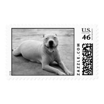 Happy pitbull postage stamps