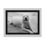 Happy pitbull postcard