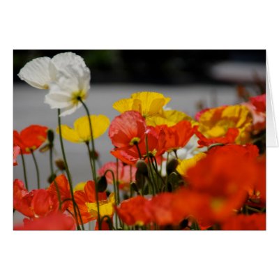 Happy Poppy 2 Card by pulsDesign