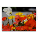 Happy Poppy 2 Card by pulsDesign Happy Poppy 2 Card