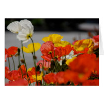 Happy Poppy 2 Card by pulsDesign Happy Poppy 2 Card