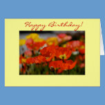 Happy Poppy Birthday Card cards