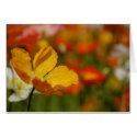 Happy Poppy Card by pulsDesign Happy Poppy Card