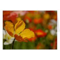 Happy Poppy Card