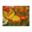 Happy Poppy Postcard by pulsDesign Happy Poppy Postcard