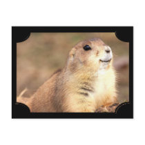 Happy Prairie dog postcard by ritmoboxer Happy Prairie dog postcard