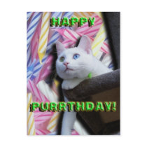 Happy Purrthday Postcard