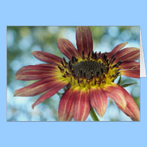 Happy Red Sunflower -All Occasion Cards cards