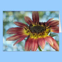 Happy Red Sunflower Birthday Card cards