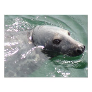 Happy Seal at Chatham Harbor Art Photo