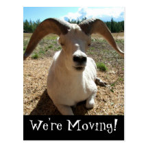 Happy Sheep; Change of Address Postcards