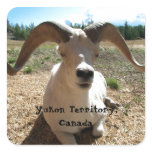 Happy Sheep; Yukon Territory, Canada stickers