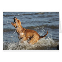 happy splashing dog cards