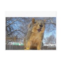 Happy Squirell Post Cards
