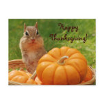 Happy Thanksgiving Cute Chipmunk Postcard