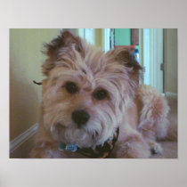 Happy the Wonder Dog Print