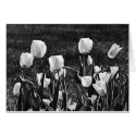 Happy Tulips Black and White cards