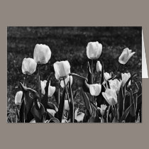 Happy Tulips Black and White cards