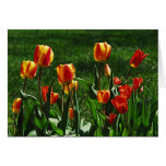 Happy Tulips Greeting Card
