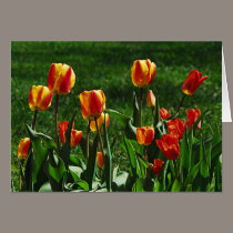 Happy Tulips cards