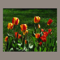Happy Tulips Poster posters