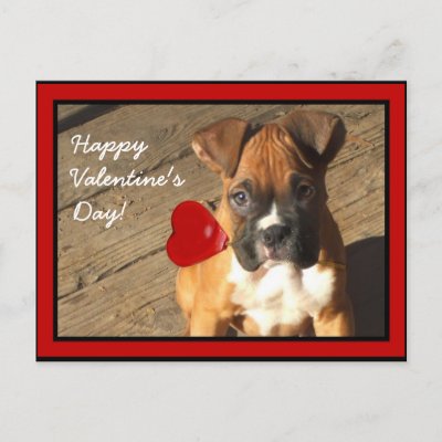 Boxer Puppy Valentine