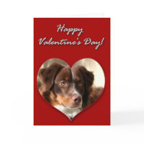 Happy Valentine's Day Austrailan Shepherd Dog Card