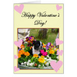 Happy Valentine's day Boston Terrier greeting card