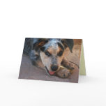 marriage, dog, western, cute, sweet,