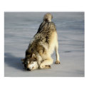 Happy Wolf On Frozen Pond posters by Tberling Happy Wolf On Frozen Pond posters
