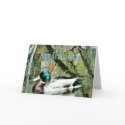 HappyBirthday Mallard card-can change inside words by MakaraPhotos HappyBirthday Mallard card-can change inside words