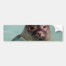 Harbor Seal Bumper Sticker