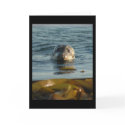 Harbor Seal Greeting Card