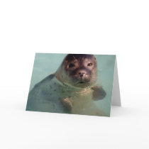 Harbor Seal Greeting Card