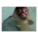 Harbor Seal Greeting Card