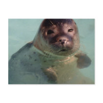 Harbor Seal Postcard