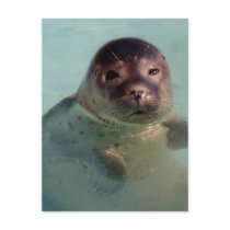 Harbor Seal Postcard
