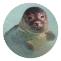 Harbor Seal Sticker