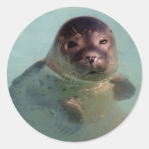Harbor Seal Sticker