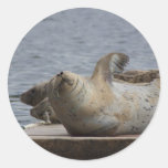 Harbor seal stickers
