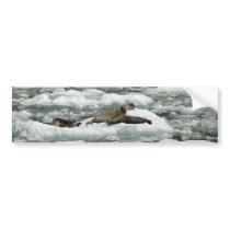 Harbor Seals Bumper Sticker
