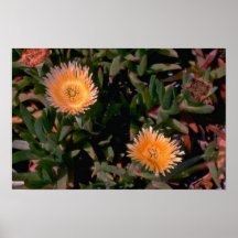 Hard Leaves And Flowers Poster