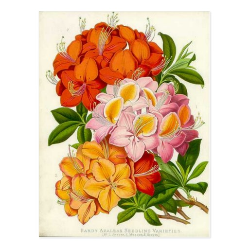 "Hardy Azaleas" by Sir Joseph Paxton Post Card