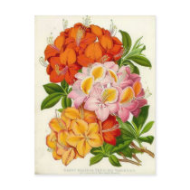 "Hardy Azaleas" by Sir Joseph Paxton Post Card