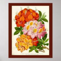 "Hardy Azaleas" by Sir Joseph Paxton Poster