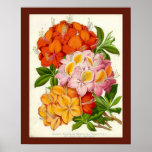 "Hardy Azaleas" by Sir Joseph Paxton Poster