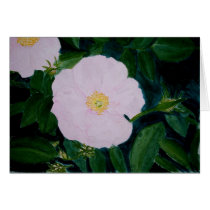 HARDY PINKS cards