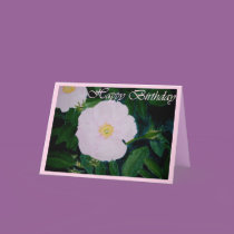 HARDY PINKS cards by dequilla HARDY PINKS cards