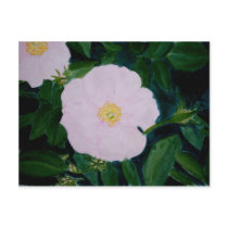 HARDY PINKS postcards by dequilla HARDY PINKS postcards