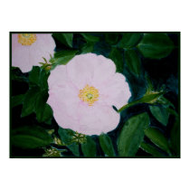 HARDY PINKS posters